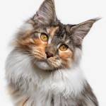 Main Coon Profile Picture